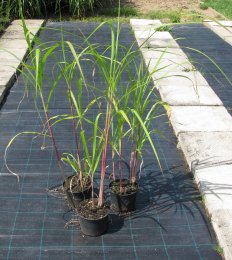 Miscanthus giganteus